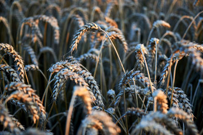 Close-up of dry plants on field