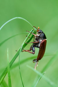 Close-up of insect on leaf