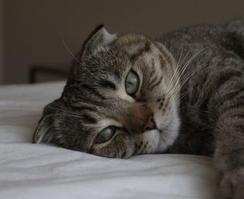 Close-up of cat lying on bed at home