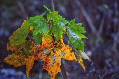 Close-up of maple leaf