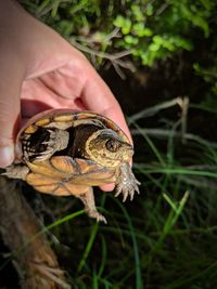 Close-up of hand holding crab