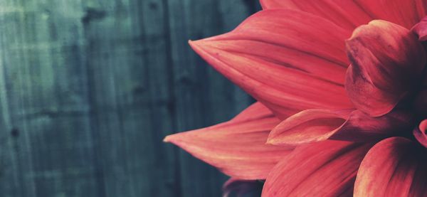 Close-up of red rose flower