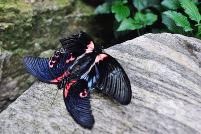 Close-up of butterfly on leaf