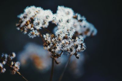 Close-up of wilted flower plant