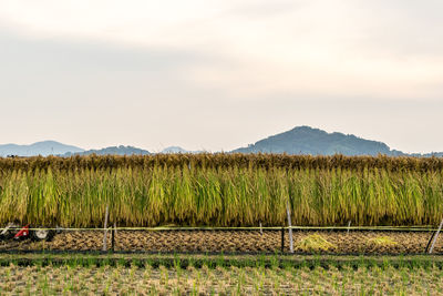 Scenic view of agricultural field against sky