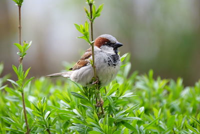 Bird perching on branch