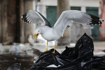 Close-up of seagull flying