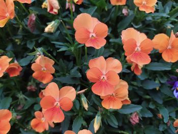 Close-up of orange flowering plants