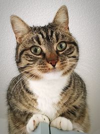 Close-up portrait of tabby cat