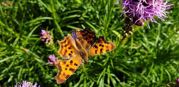 Close-up of butterfly pollinating on purple flower