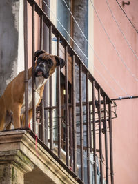 Low angle portrait of boxer dog standing in balcony