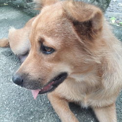 Close-up of dog looking away