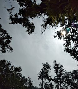 Low angle view of silhouette trees against sky