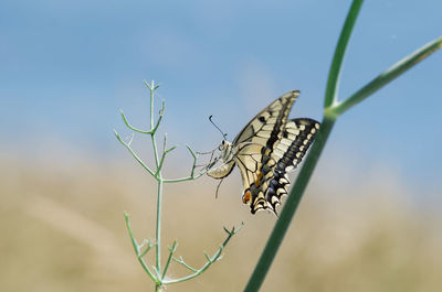 Close-up of butterfly on plant against sky during summer