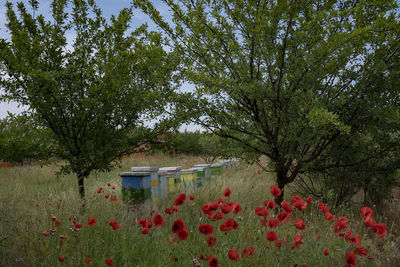 Flowering plants and trees by building