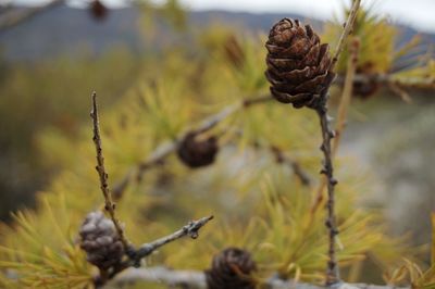 Close-up of pine cone on field