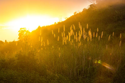 Plants growing on field against sky during sunset