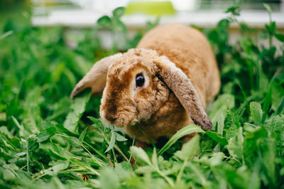 View of a rabbit on field
