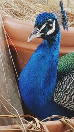 Close-up of bird perching on blue wall