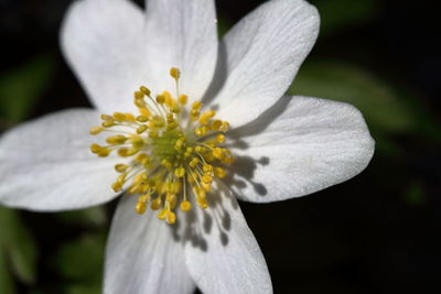 Close-up of white flowering plant