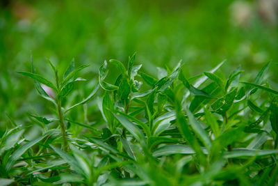 Close-up of plants