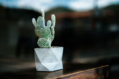 Close-up of succulent plant on table