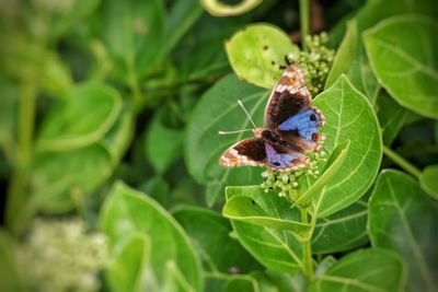 Close-up of butterfly on leaves