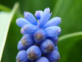 Close-up of purple flower