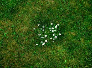 High angle view of plants growing on field