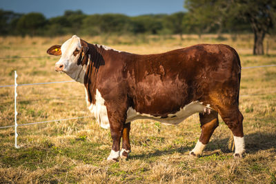 Horse standing in ranch