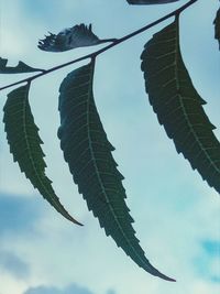 Low angle view of dry leaves hanging on branch against sky