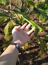 Cropped image of person hand by plant