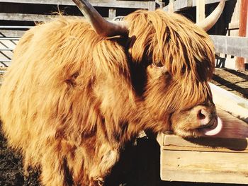 Close-up of goat