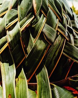 Full frame shot of leaves