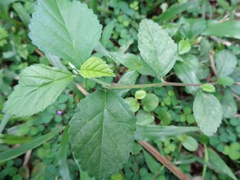 High angle view of plant leaves on field