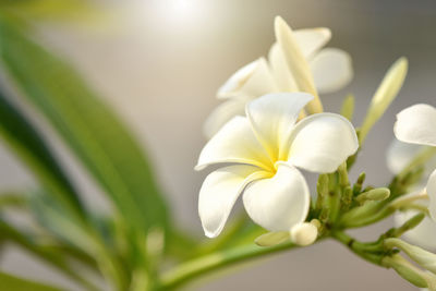 Close-up of white flowering plant