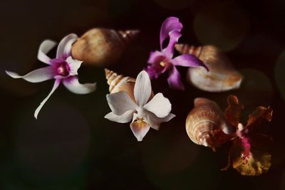 Close-up of pink flowers and sea shells against black background