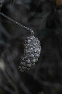 Close-up of dry leaf on tree