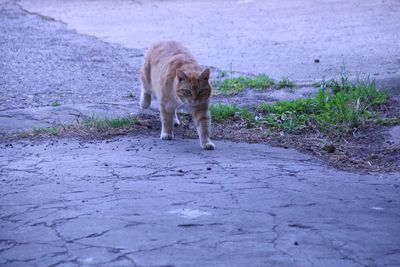 Full length of a cat standing on road