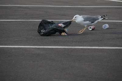 High angle view of seagull on a road pushing a trash bag 