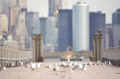 Seagulls on pier in city