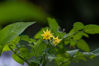 Close-up of green leaves on plant
