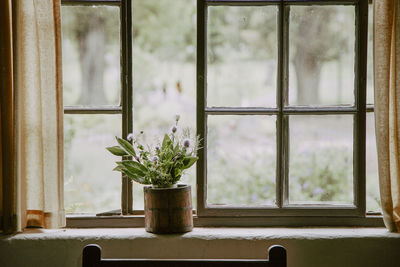 Potted plant on window sill