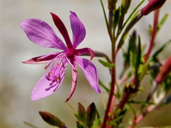 Close-up of pink flowers