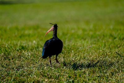 Black bird on a field