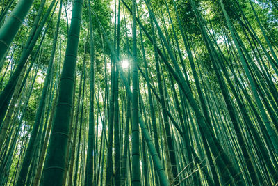 Low angle view of bamboo trees in forest with sun peeking