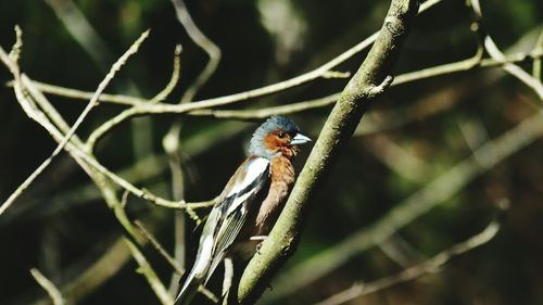 Close-up of bird perching on branch