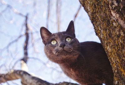 Portrait of a cat