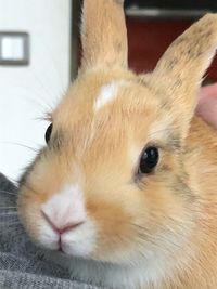 Close-up of a rabbit