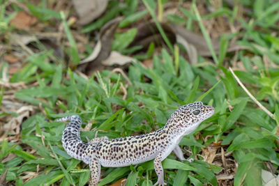 Close-up of a lizard on field